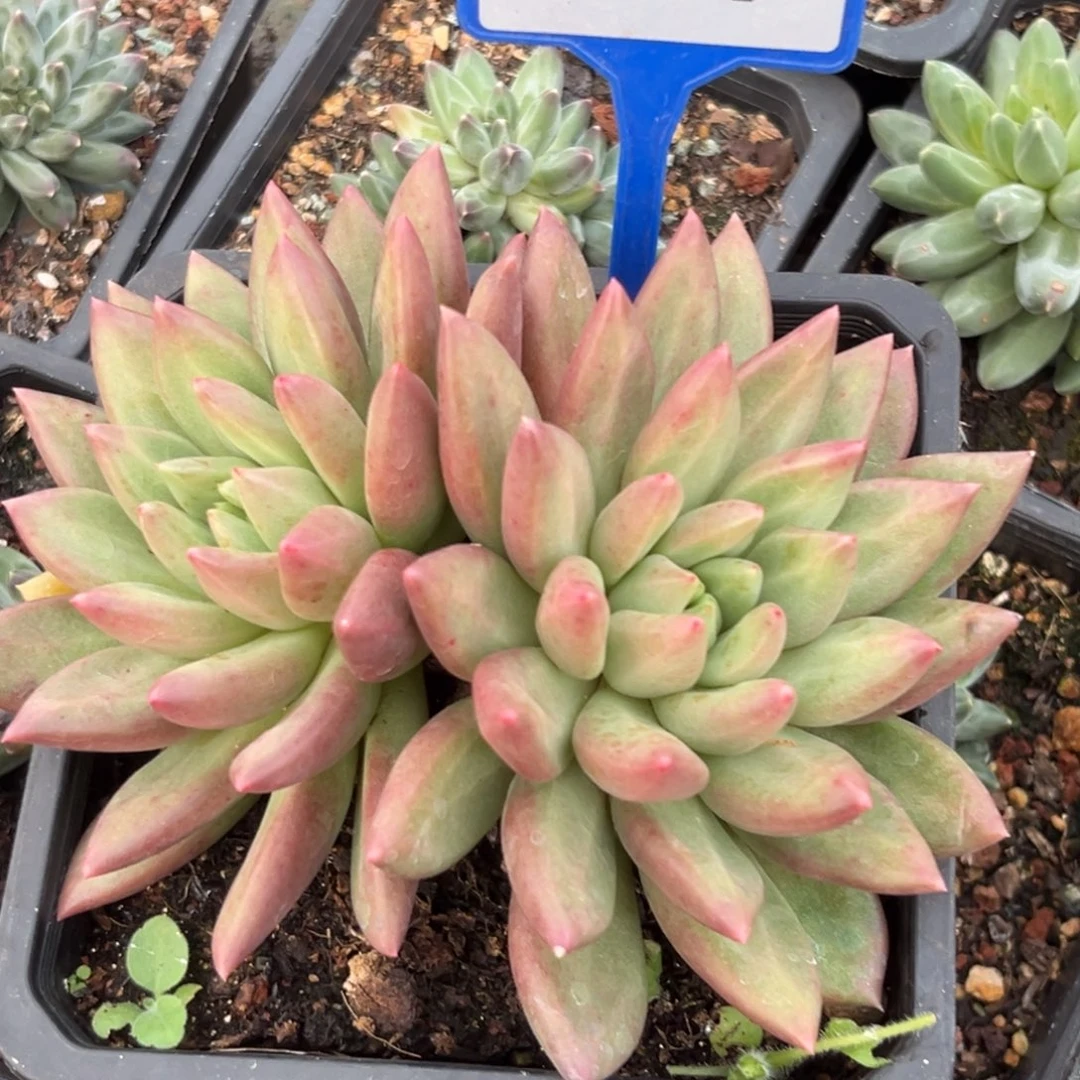多肉植物米其林137