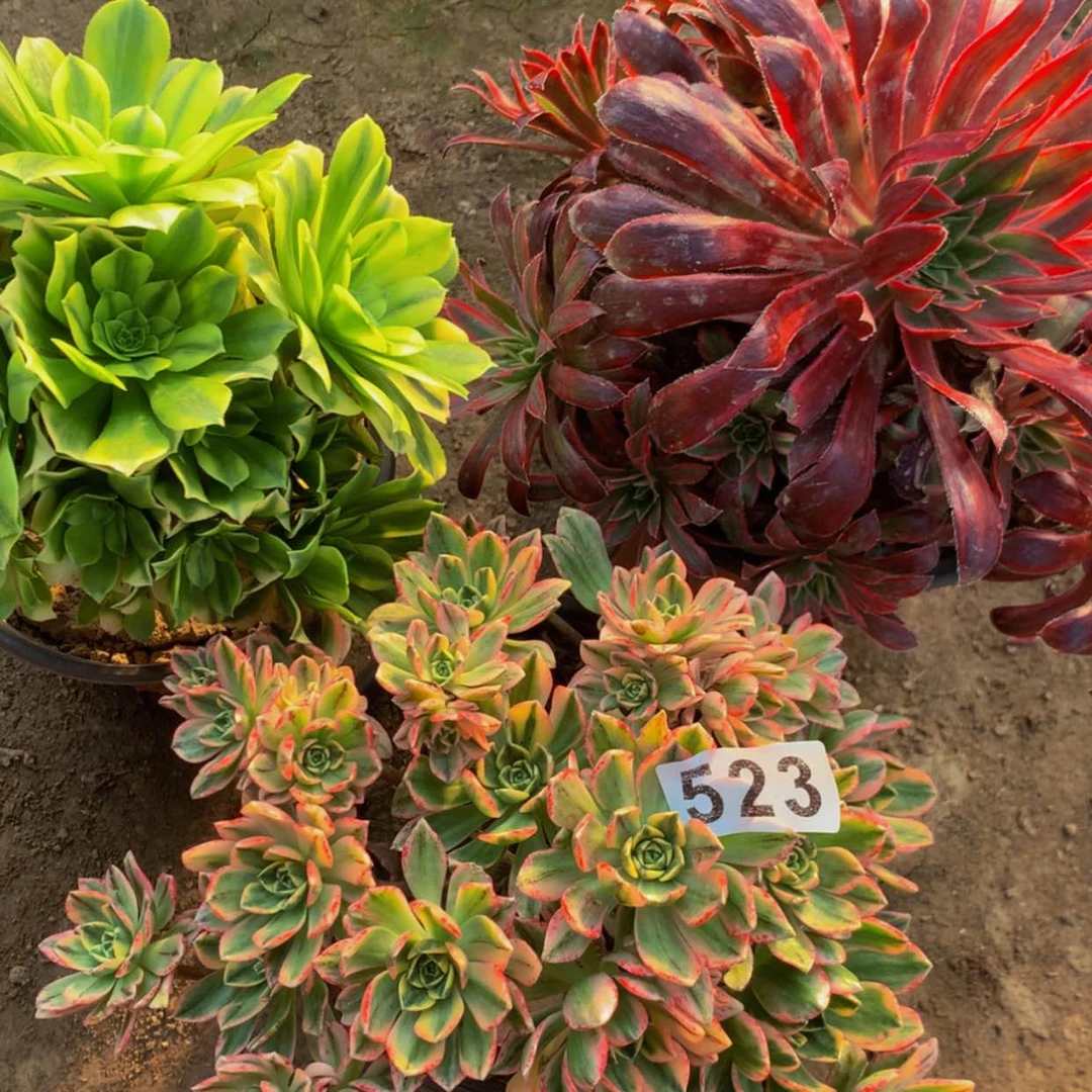 【闪购商品】523孔雀金丝甜茶多肉