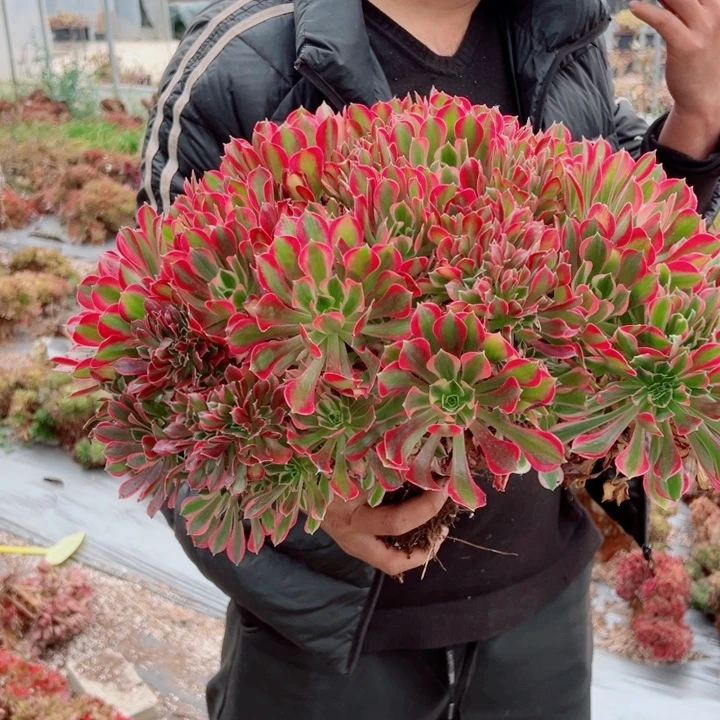 女郎醉话15号多肉法师