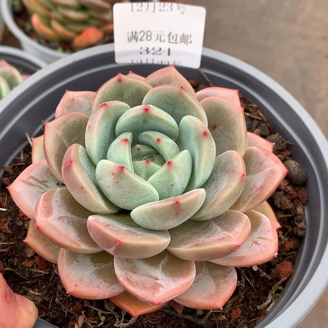 【闪购商品】云321号香槟9厘米