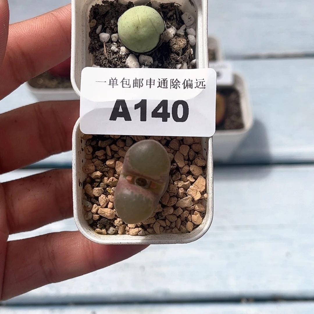 1105–番杏福利a140