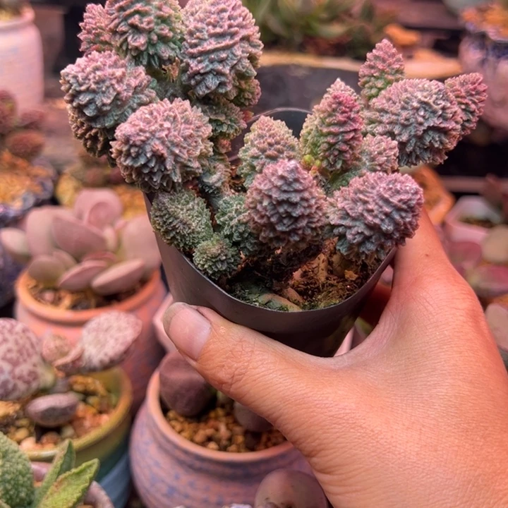 浪***。吉祥如意的一个帅哥