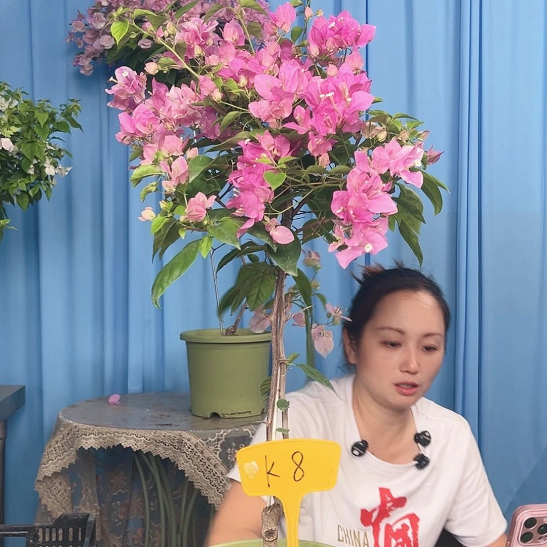 用***6大部分开放少量花苞K8漳红樱