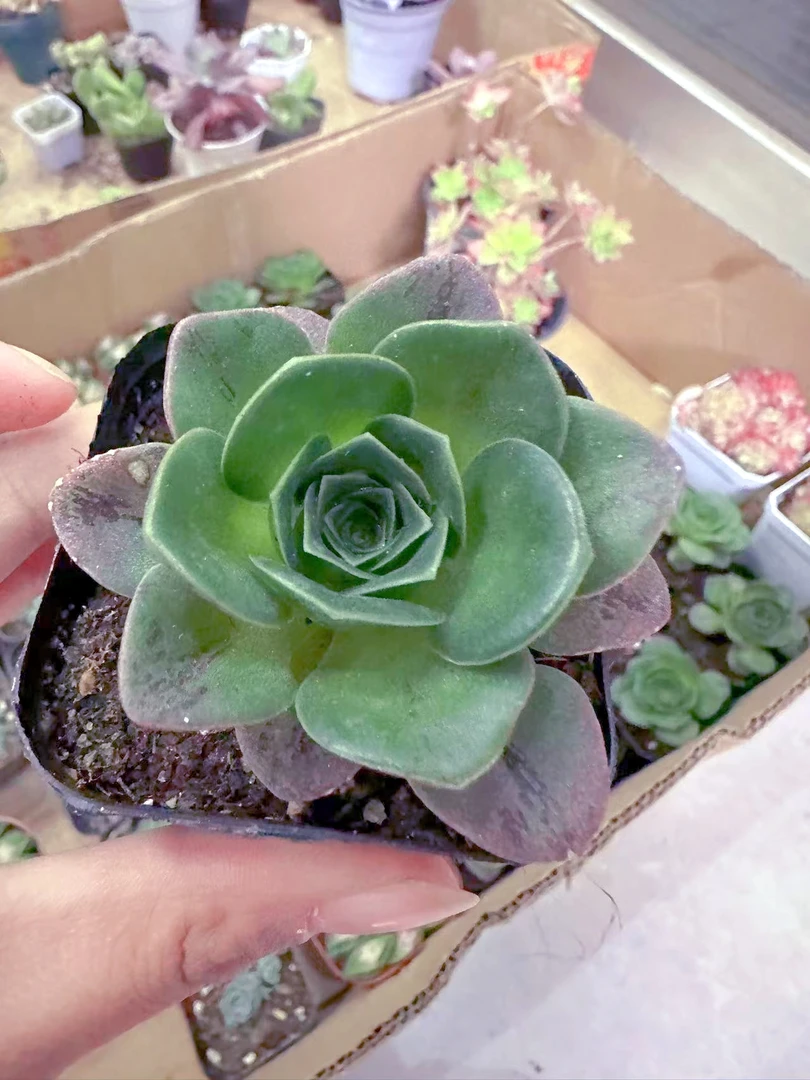 耶罗玫瑰多肉植物（满9.9元包邮发货）