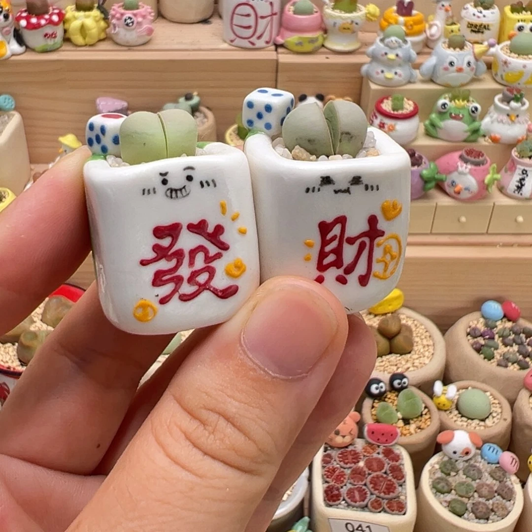 多肉植物52号两盆
