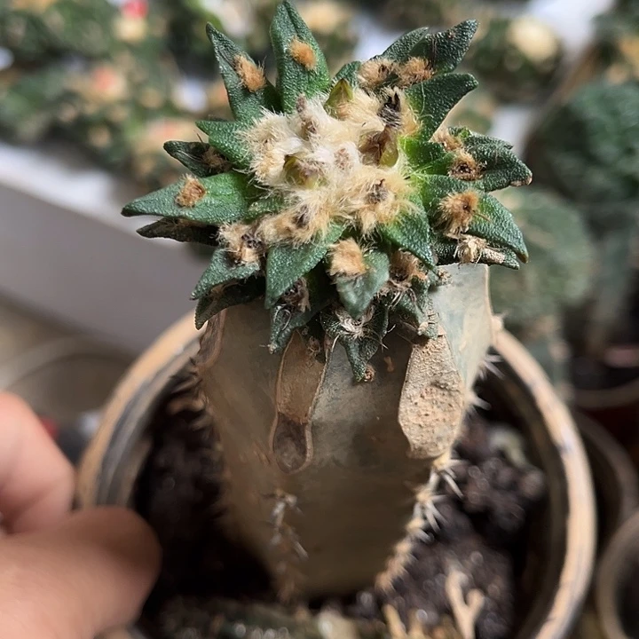 苗接龙舌兰单头一颗