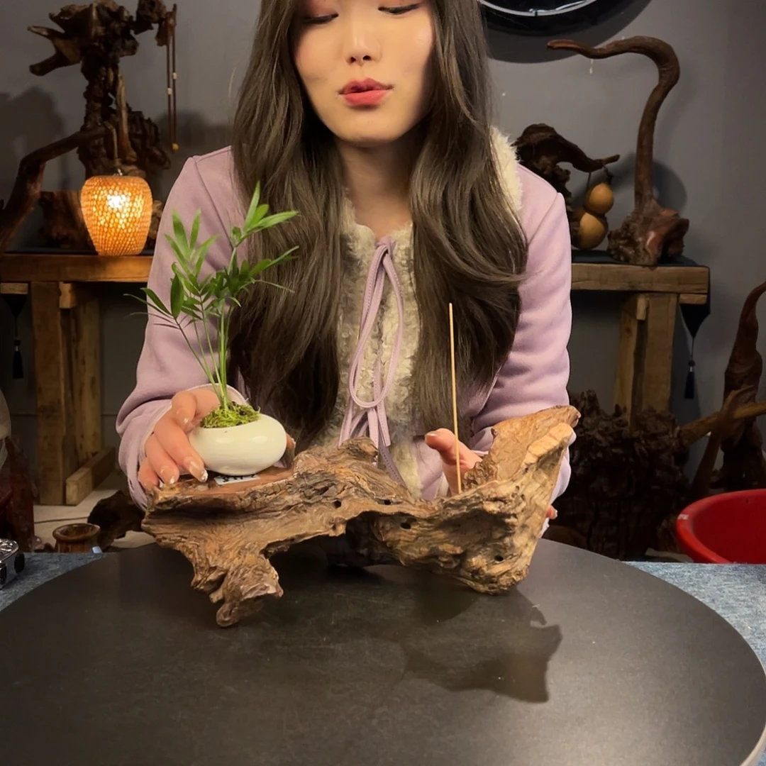 柚木4号紫柚木香插