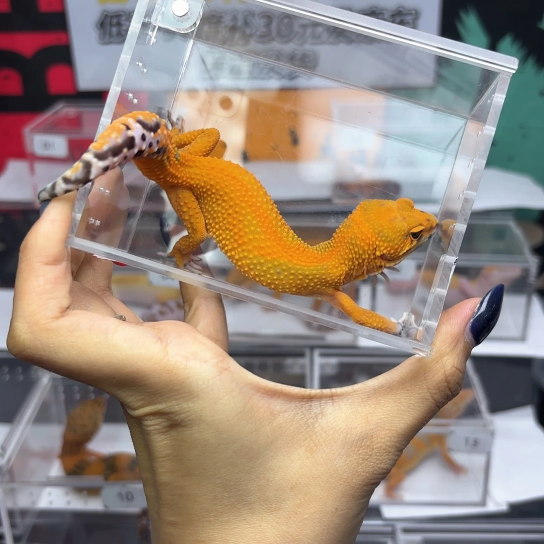 豹纹守宫翡翠妹妹