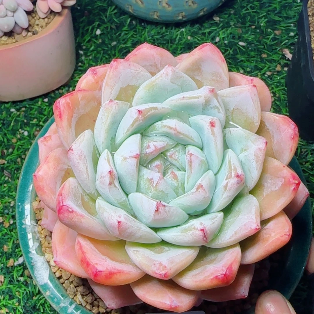 白泽珍妮，7421多肉植物