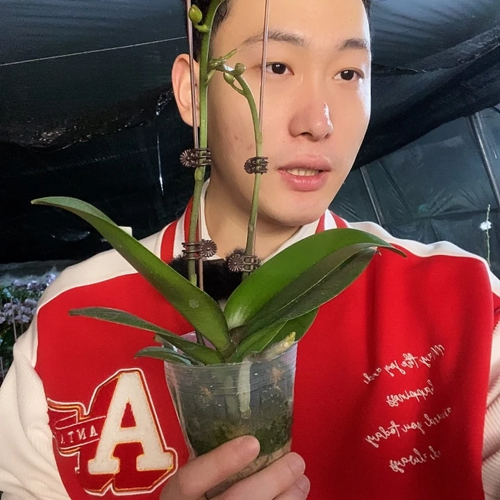 无花朵哈蜜瓜双剑