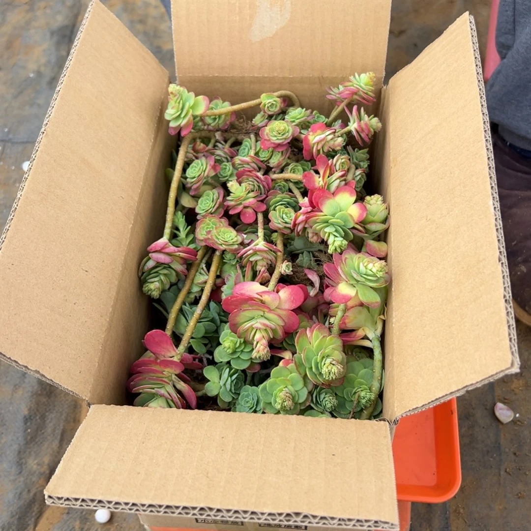 地栽断枝薄化妆3棵装箱（包邮不包损）