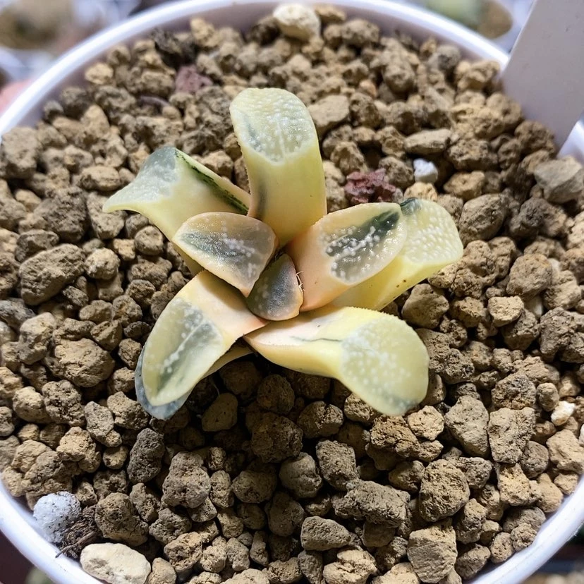 【闪购商品】144糊斑点点寿锦