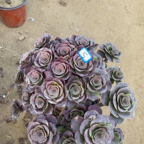 玫金玫瑰一物一拍