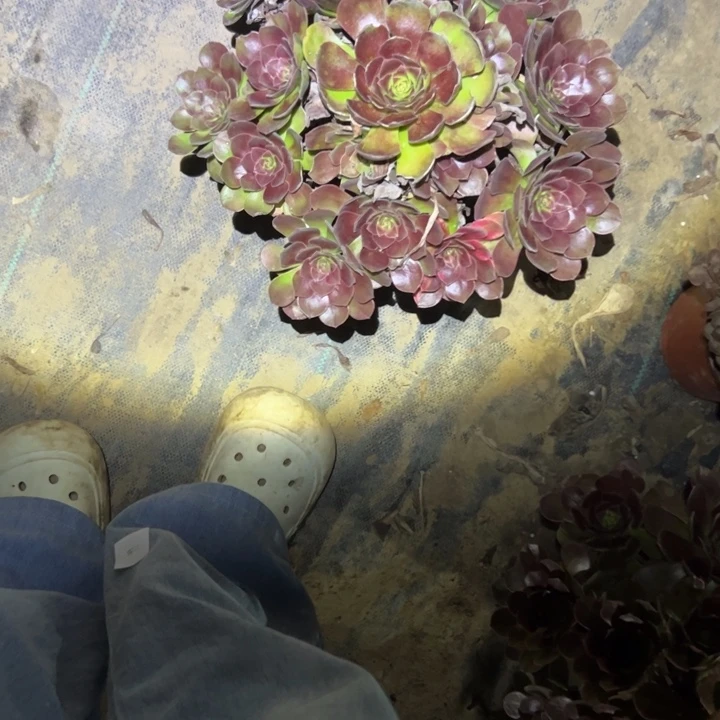 不包段枝法师链接88