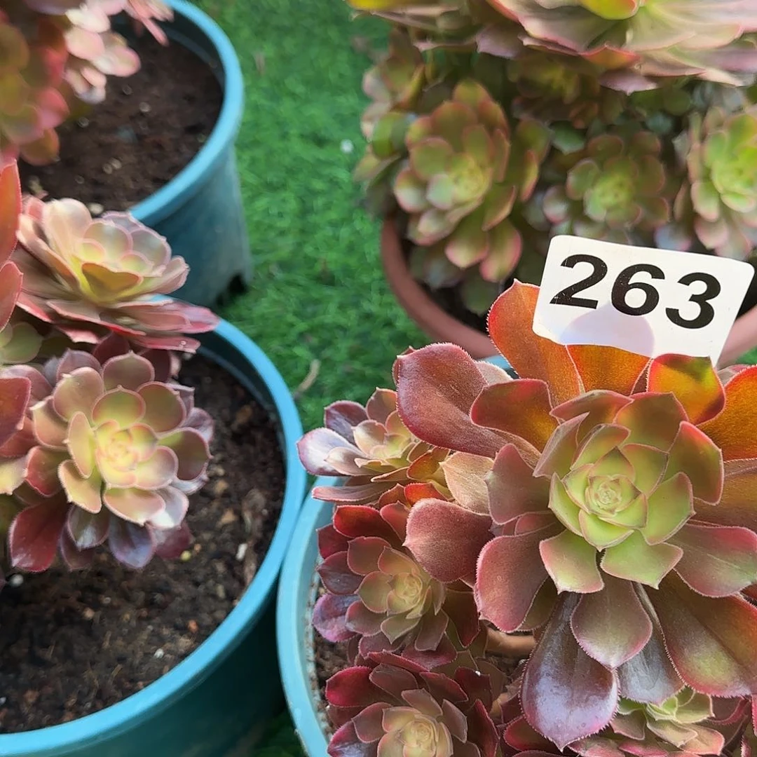 多肉植物雅典娜小棵263