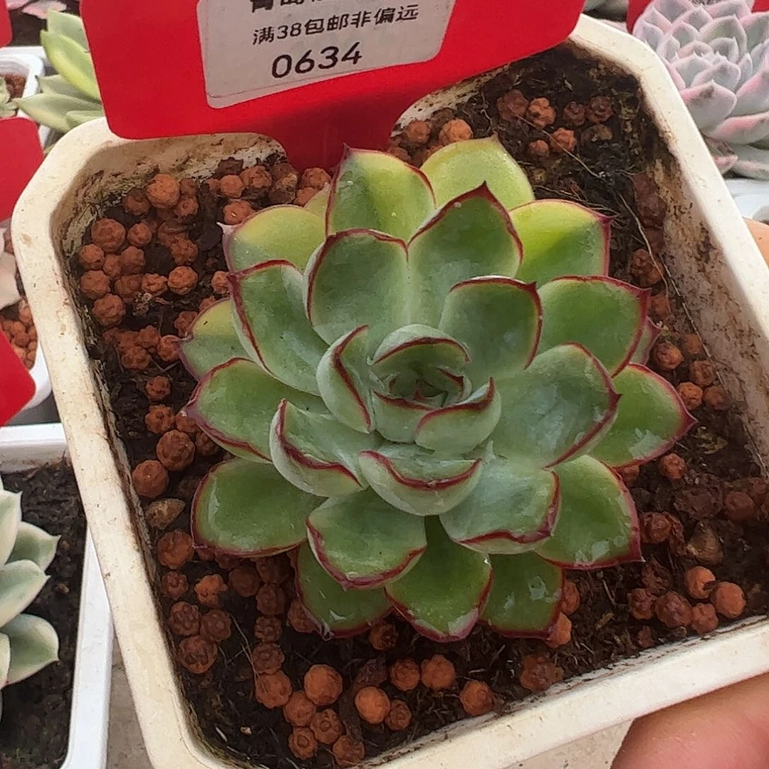 0634慈禧锦多肉植物