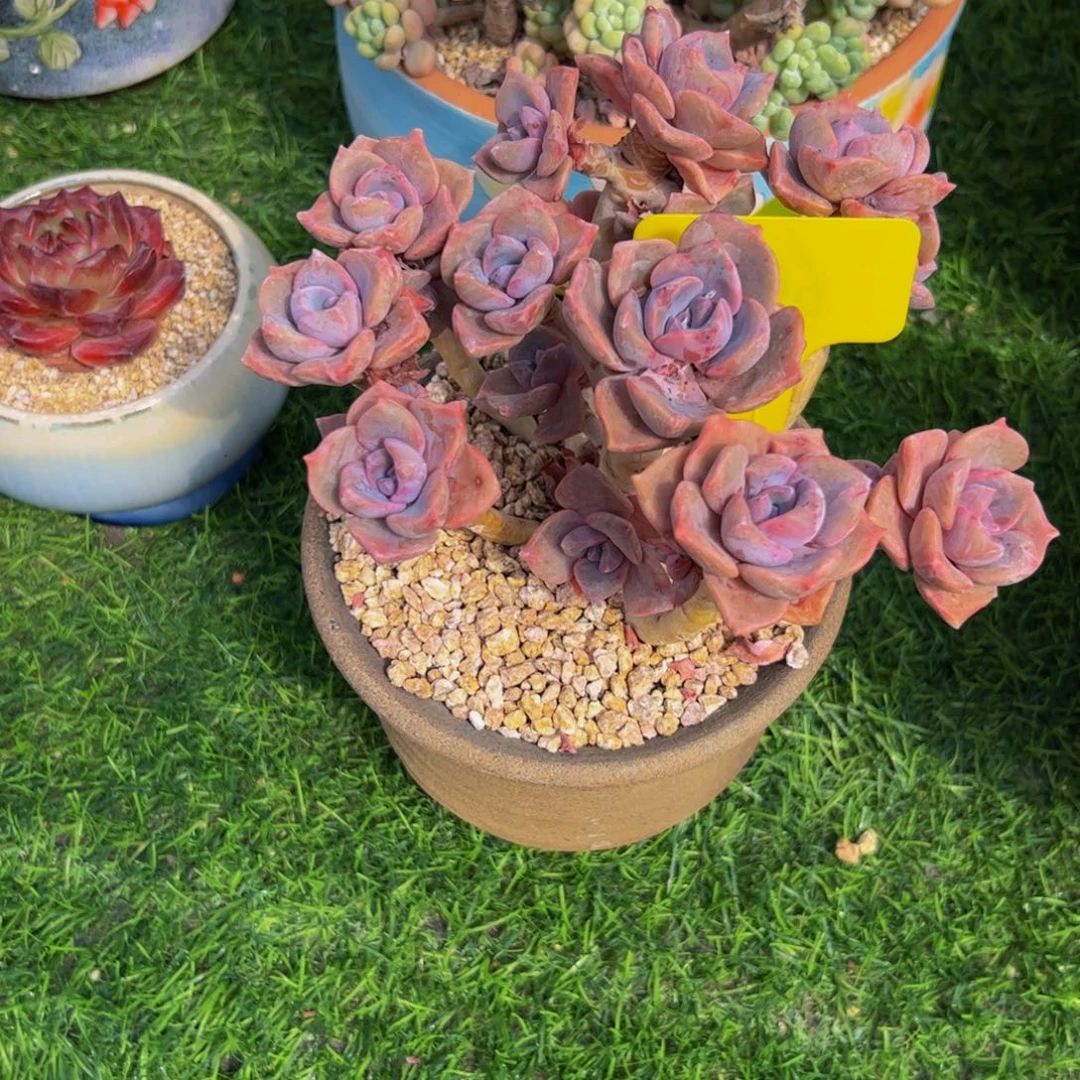回***续小老桩彩虹糖多肉植物