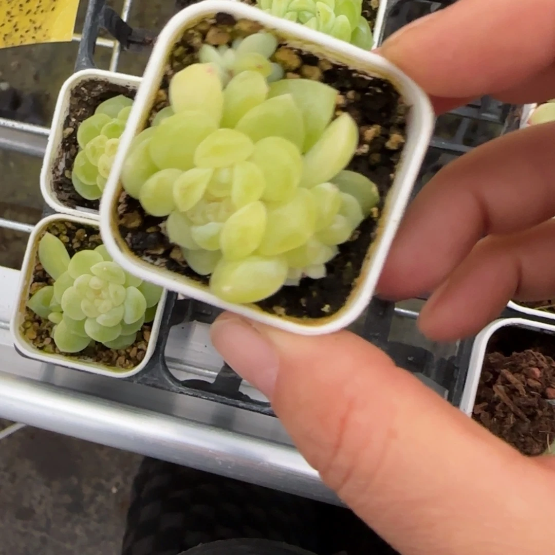 *****白财4头盆一个2床满25包邮