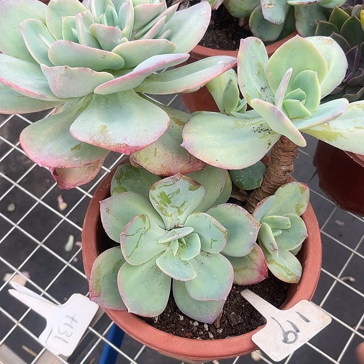 开播炸福利啦，两单包邮119雪凤