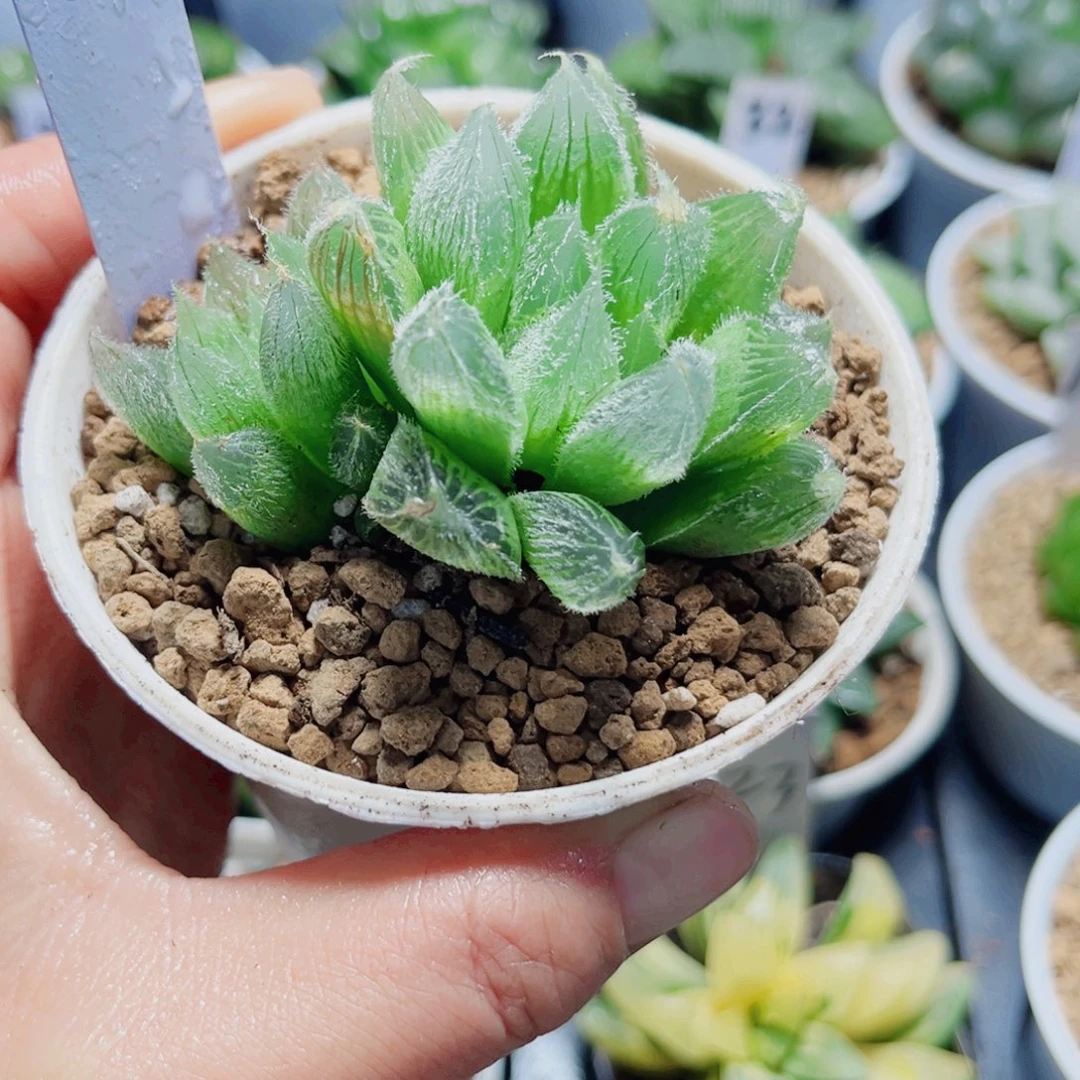 毛玉露多肉植物6666