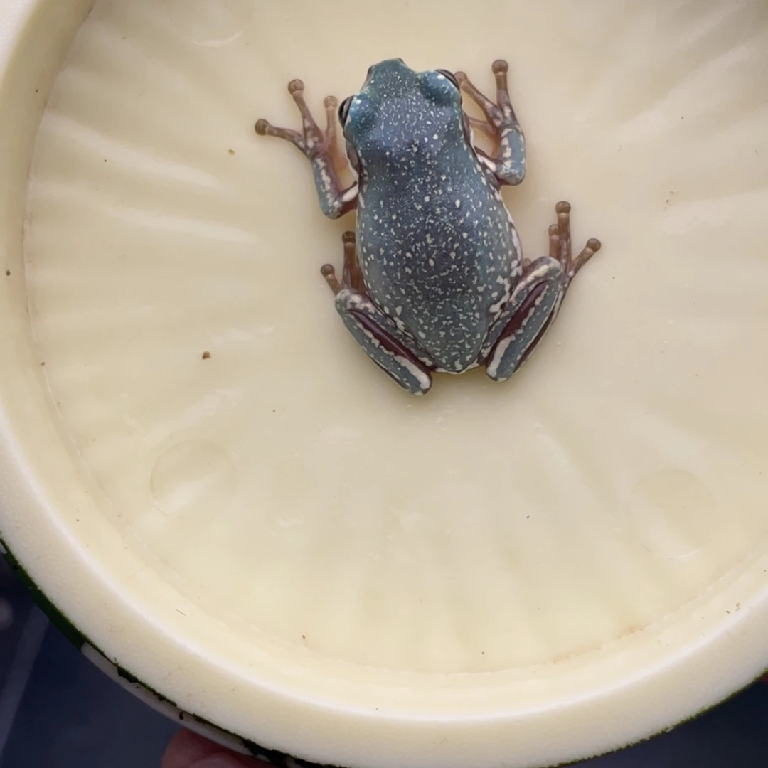 老爷树蛙18号蓝暴雪