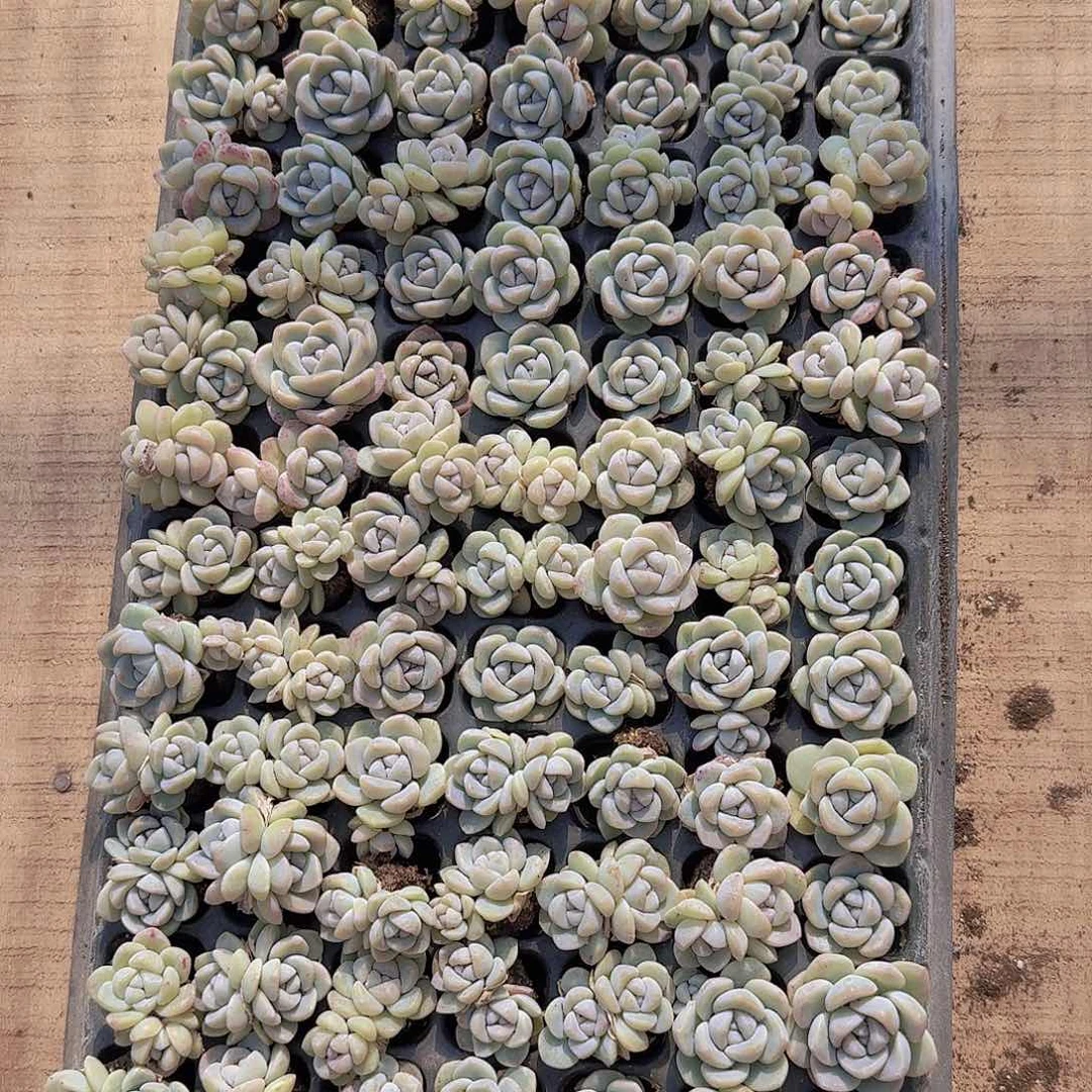 奶油冰玉白底基因105颗带拖地