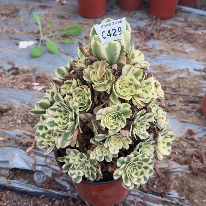 429迈巴赫有伤 多肉植物