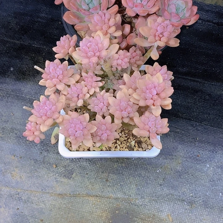 小****星黛露多肉植物群