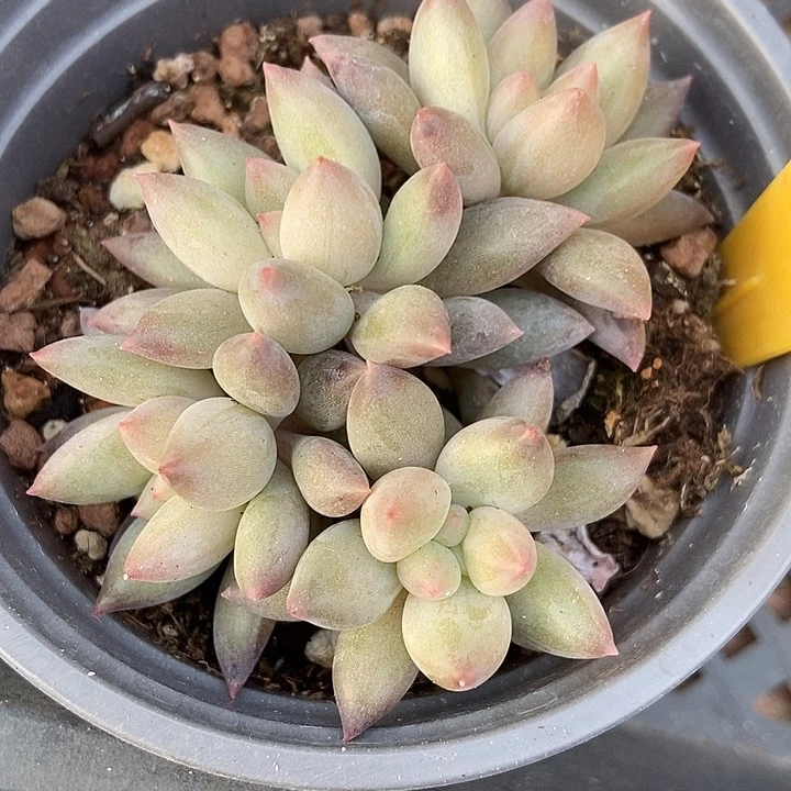 多肉植物水晶球6139