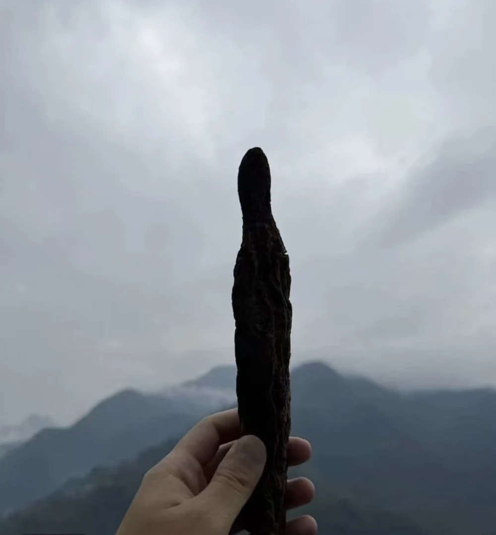 顶天注 六位泡 高山高海拔原料