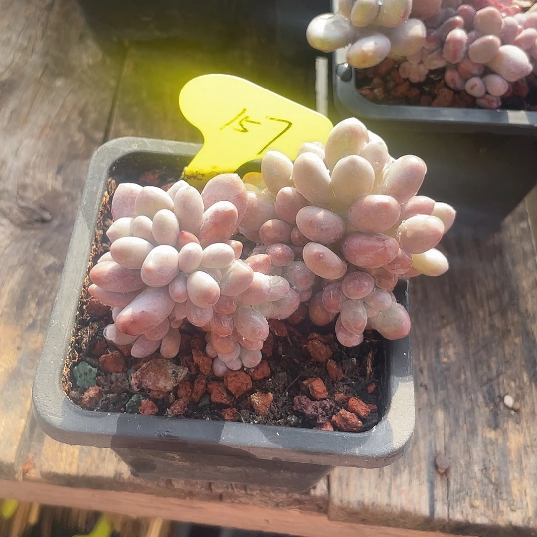 橙雪球群生多肉植物157