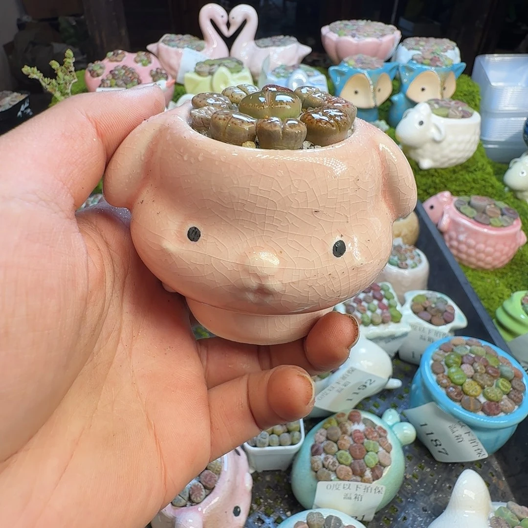 多肉葡萄的季节性1204