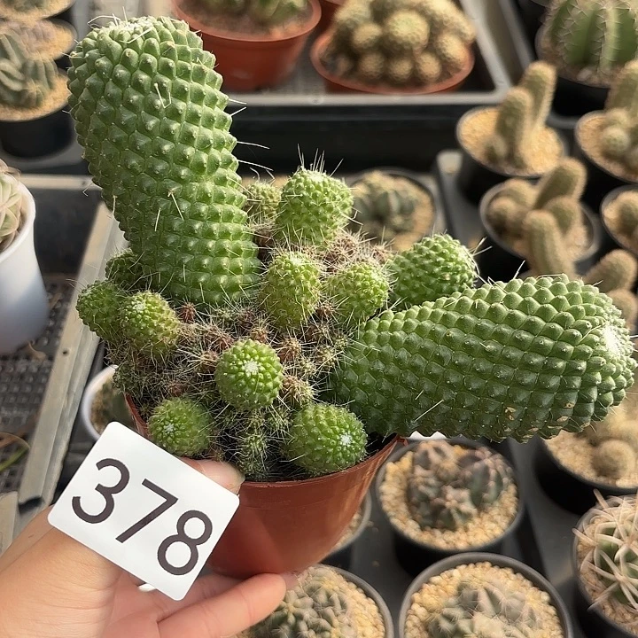 M***5378。     一物一拍