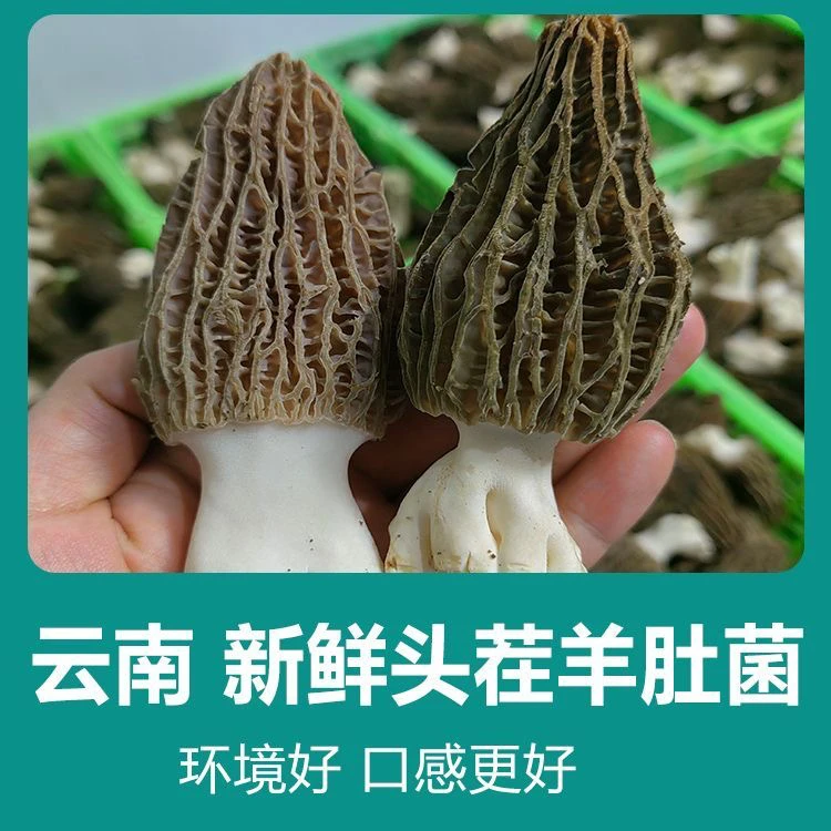 云南羊肚菌菌菇新鲜头茬当天新鲜采摘顺丰空运包邮