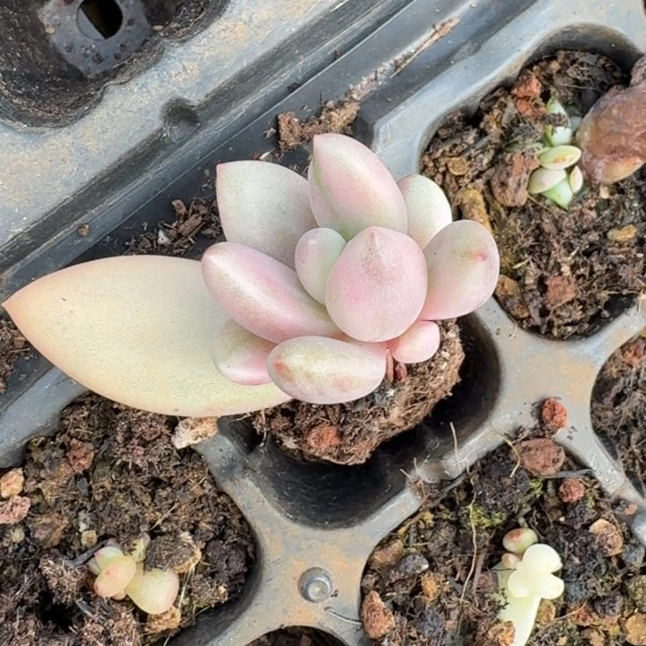 桃花源锦一物一拍135