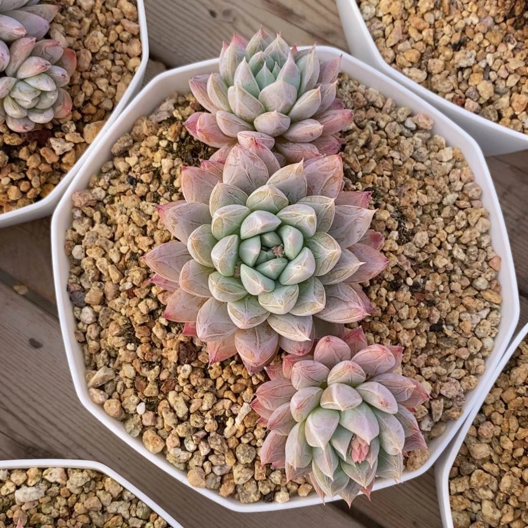 一物一拍多肉植物_鬼魅