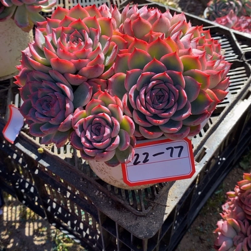 【闪购商品】张*张多肉植物的
