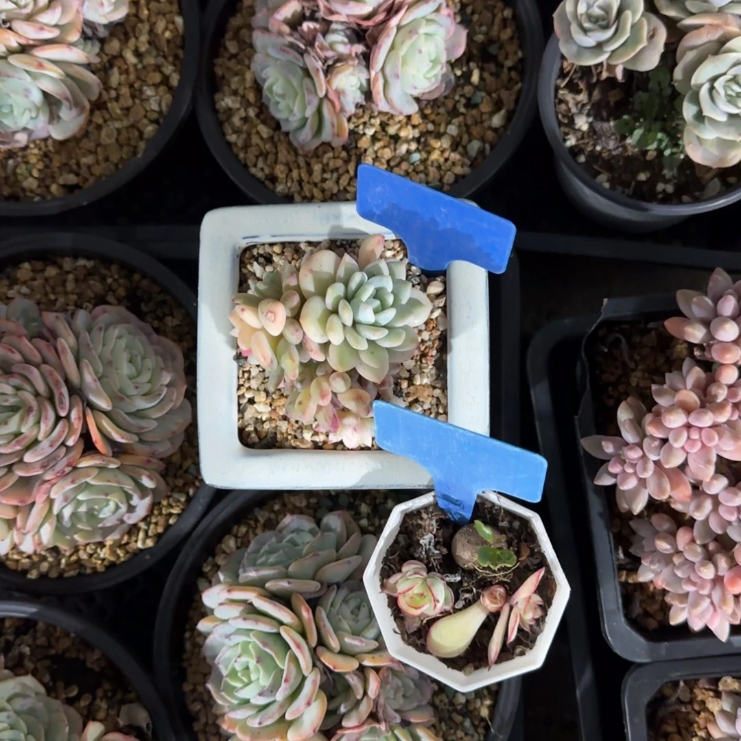 ****️多肉植物，哇塞哇塞