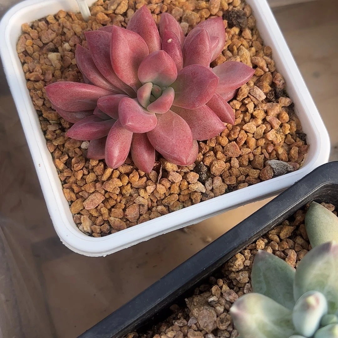 赫菲斯托多肉植物
