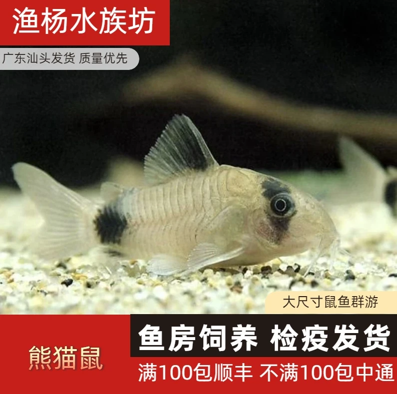 【渔扬水族】熊猫鼠鱼热带观赏鱼活体小型清洁工具鱼除藻清缸底栖鱼
