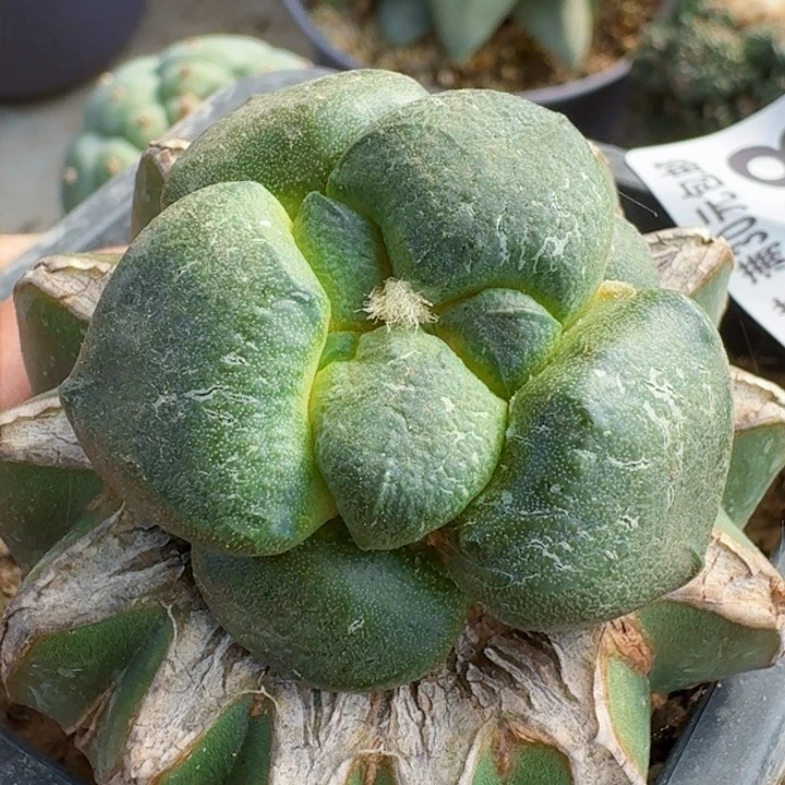 福利苗接大尤连山0628