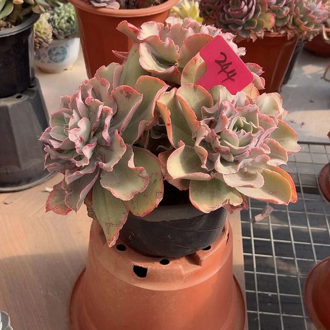 用****7244芬克多肉植物