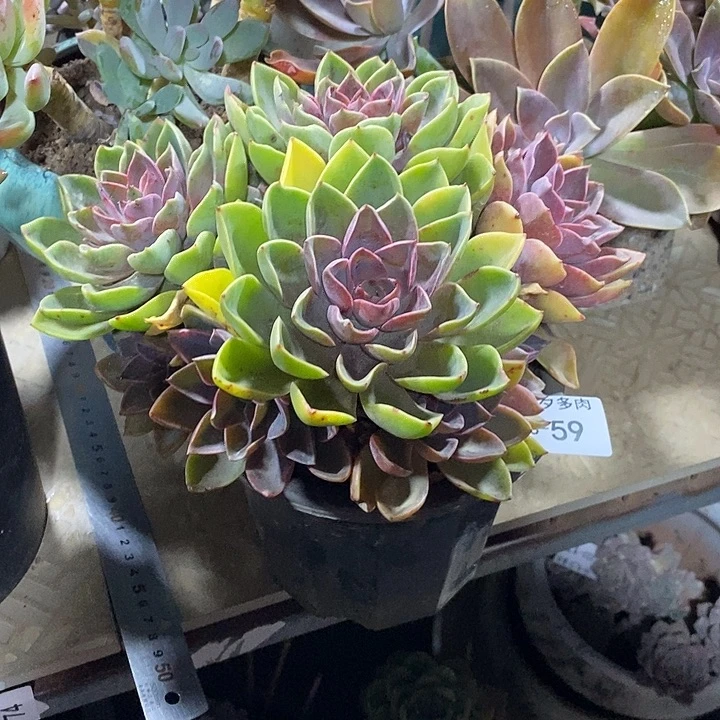 女***王小七夕多肉紫气东来59