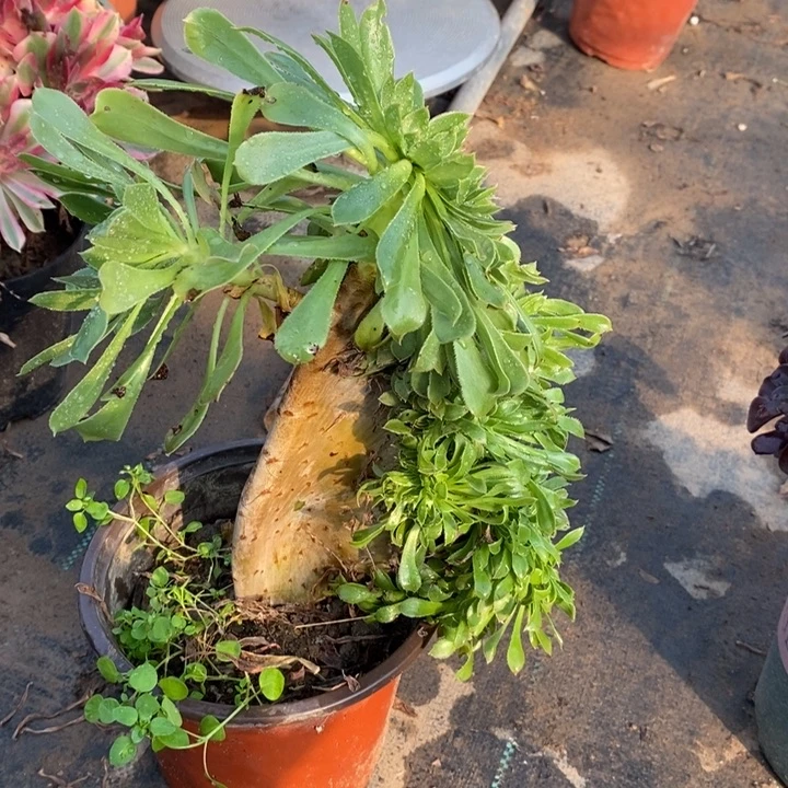 原始绿缀多肉植物23