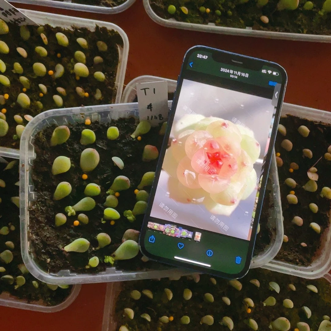 舟舟T1 甜心芝麻苗一个满25包邮