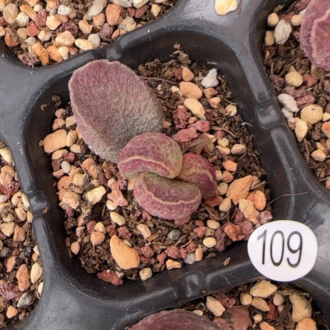 哈默猪肝多肉水泡109