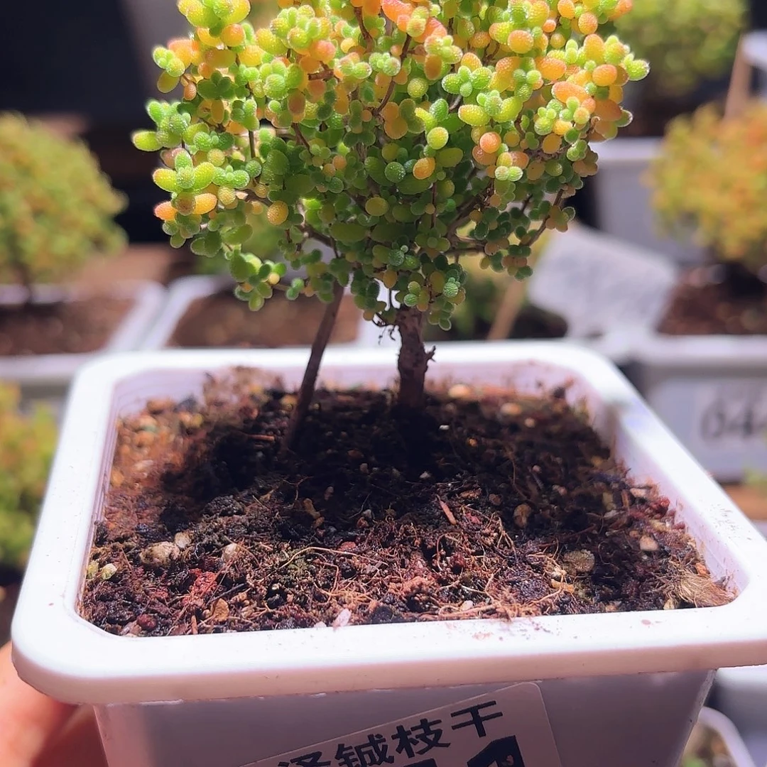 051枝干番杏蜜橘糖球