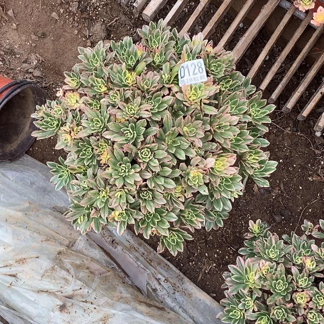 寒***识128 多肉植物不包断枝