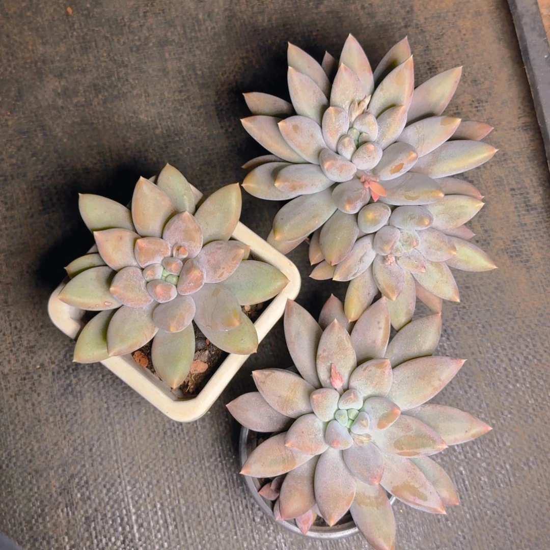 3颗福利多肉哥特1111111