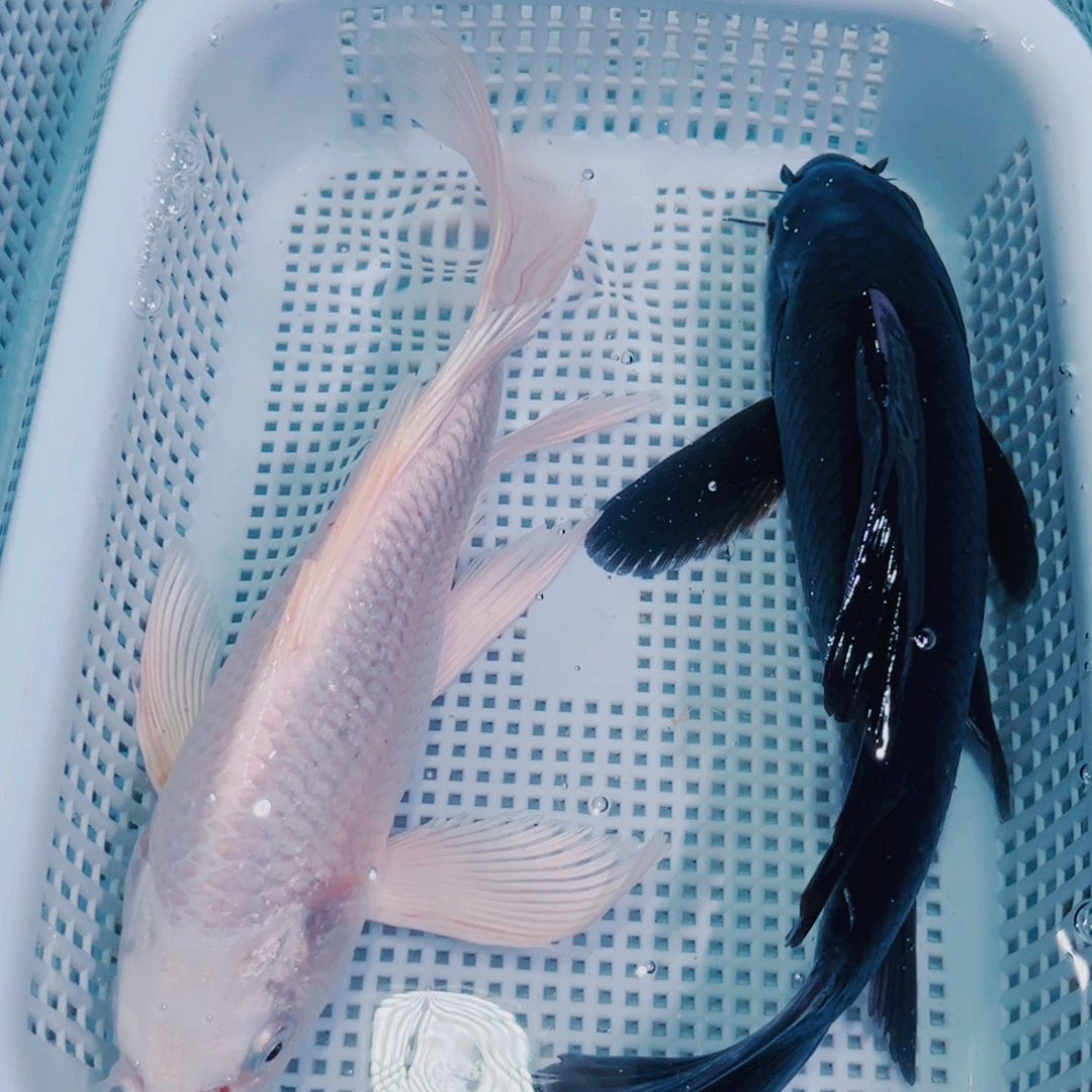 锦鲤锦鲤冷水鱼观赏